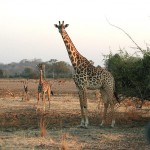 675px-Giraffen
